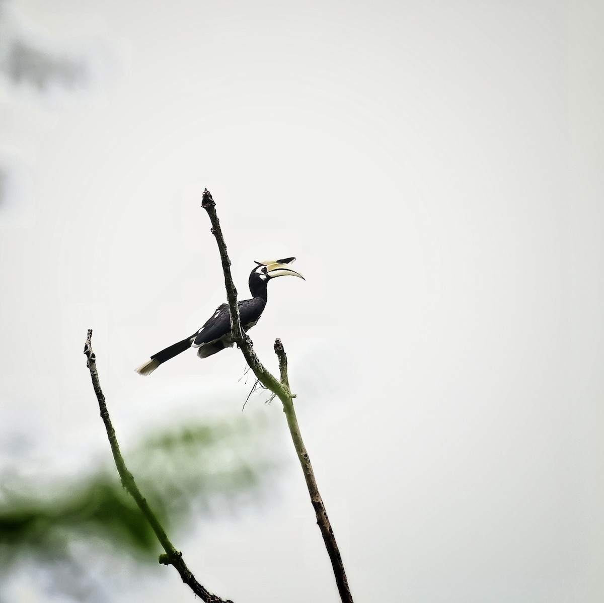 Oriental Pied-Hornbill - ML639019473