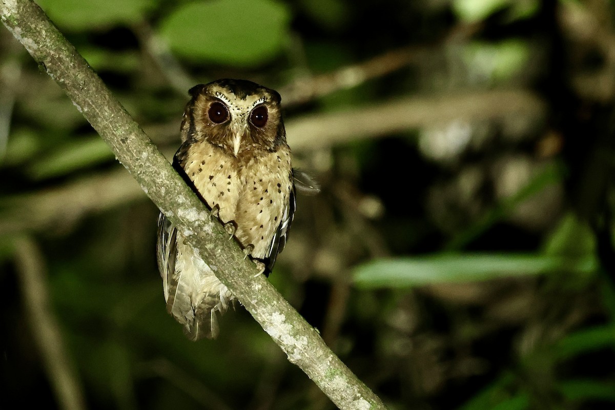 Reddish Scops-Owl - ML639019486