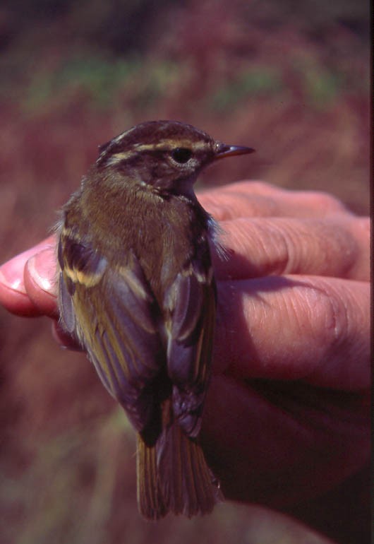 Chinese Leaf Warbler - ML639019499