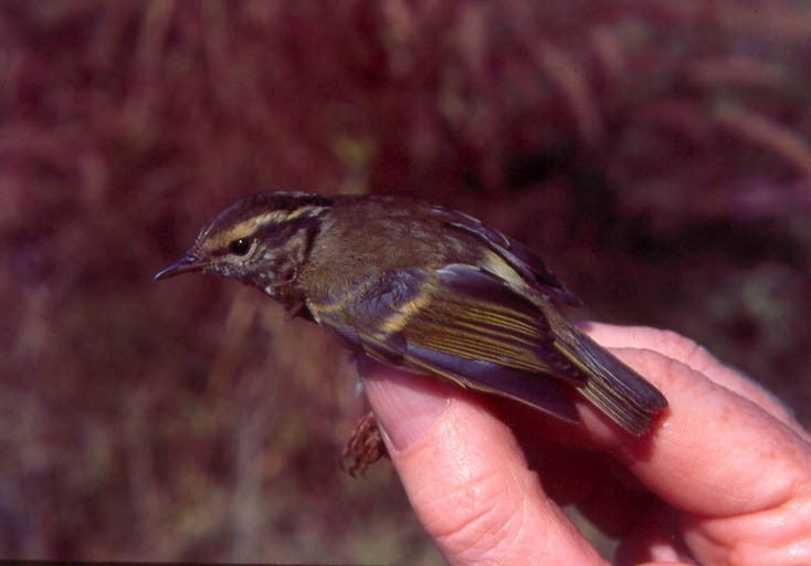 Chinese Leaf Warbler - ML639019514