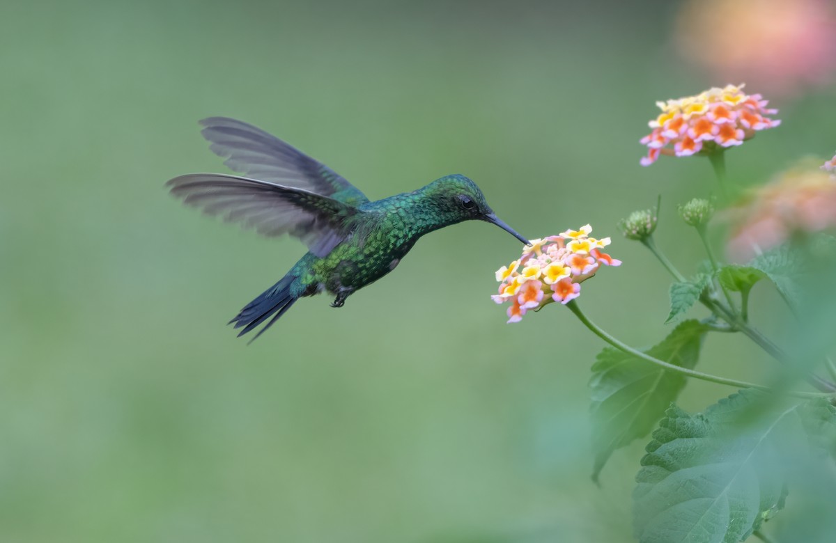 kolibřík zahradní - ML639019518