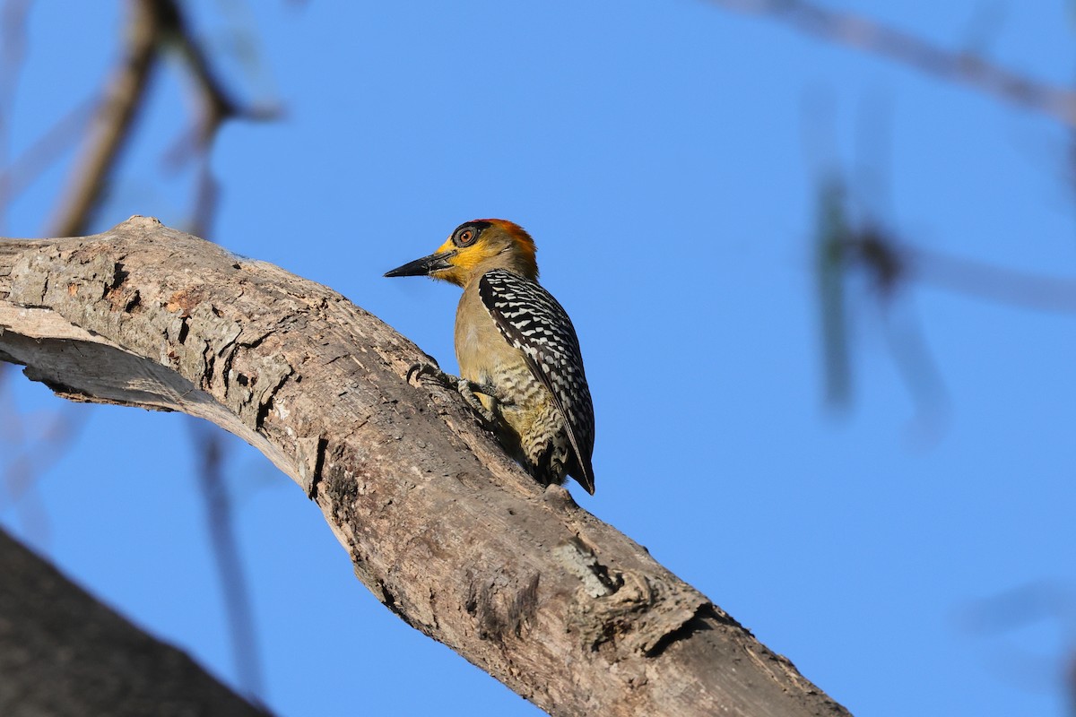 Golden-cheeked Woodpecker - ML639019542