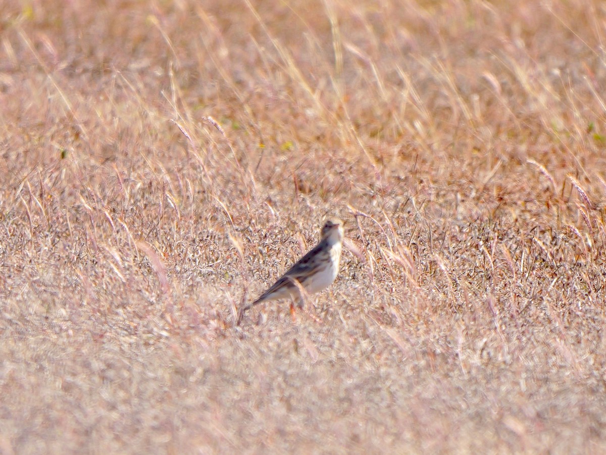 Australian Pipit - ML639019567