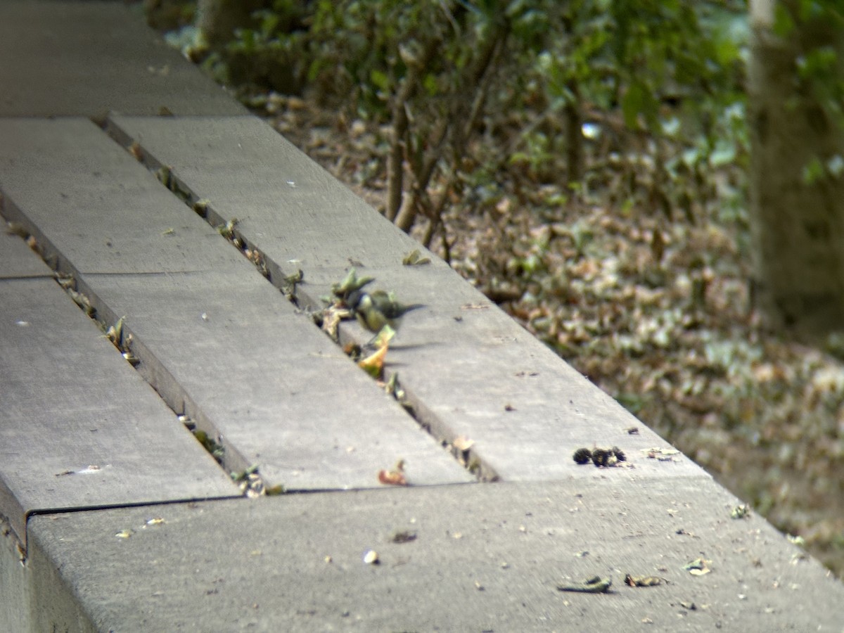 Great Tit - ML639019582