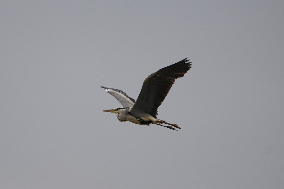 蒼鷺 - ML639019641