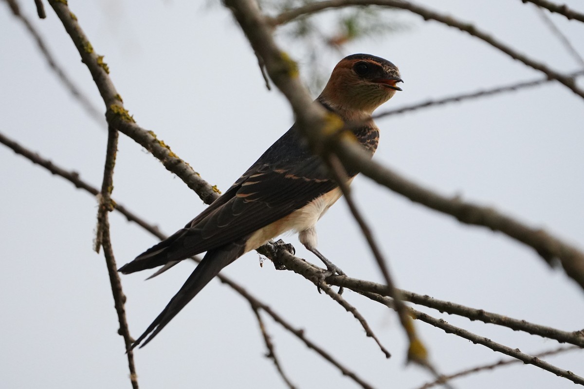 European Red-rumped Swallow - ML639019653