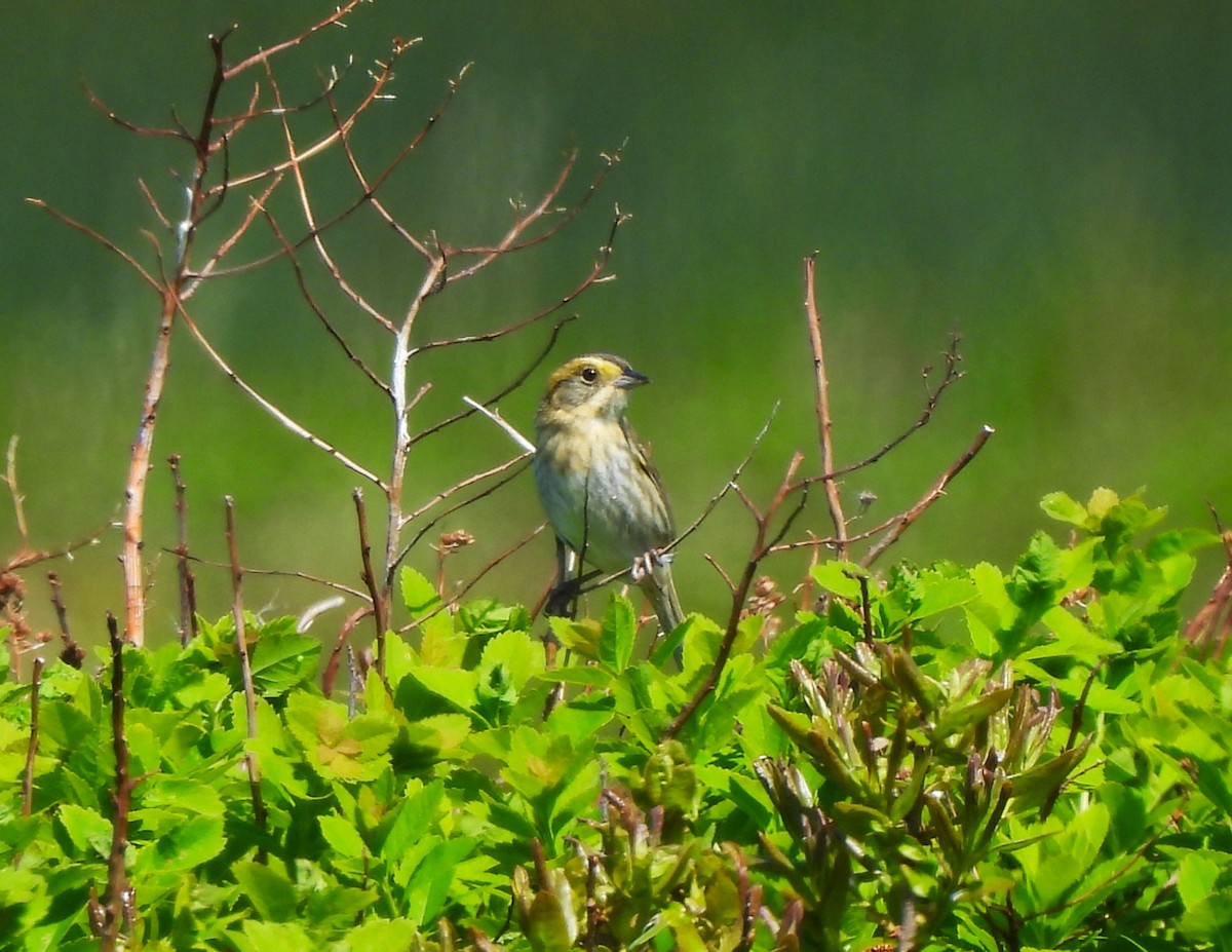 Nelson's Sparrow - ML639019755