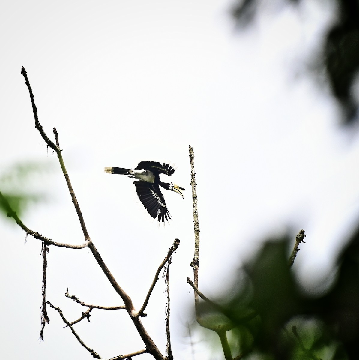 Oriental Pied-Hornbill - ML639019758