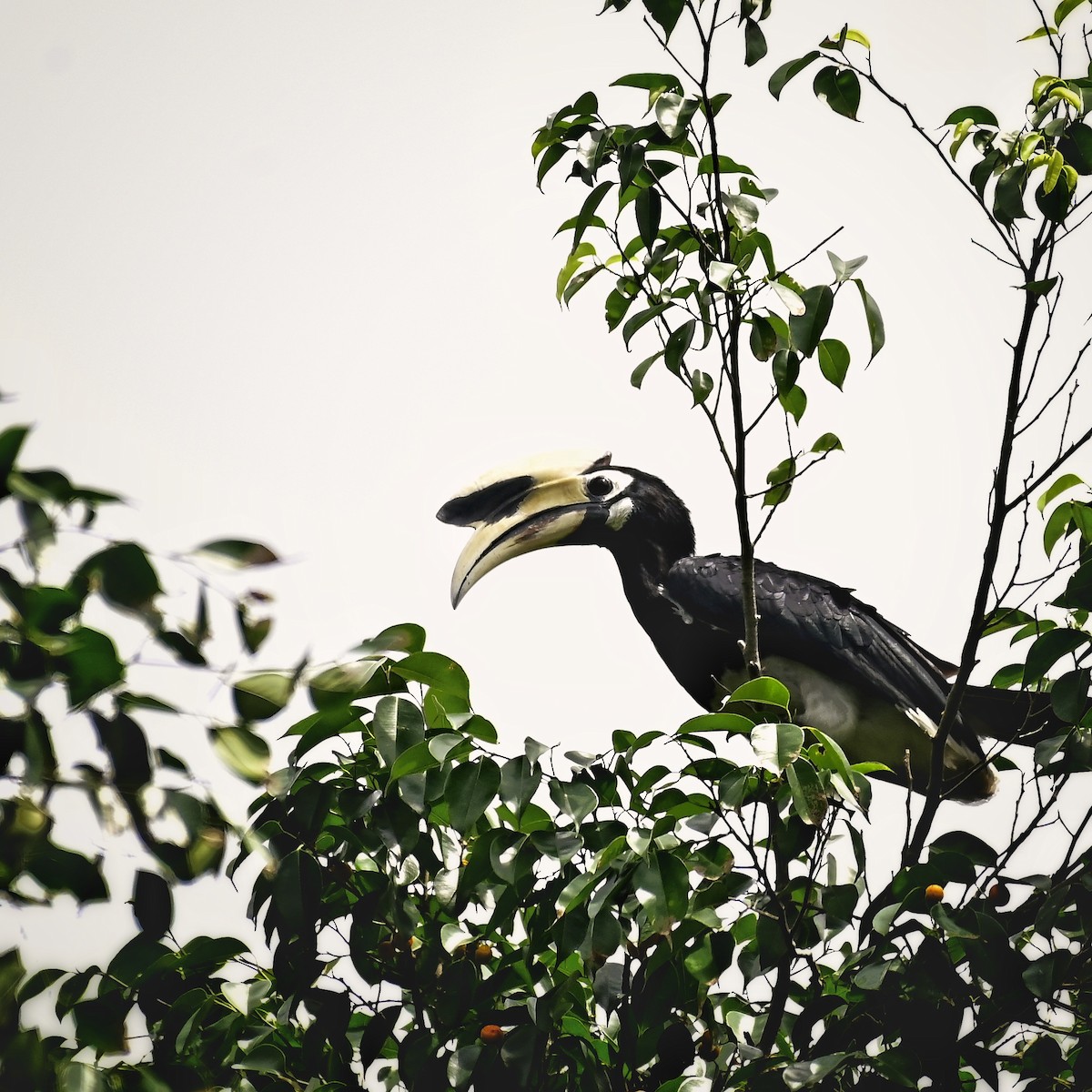 Oriental Pied-Hornbill - ML639019759