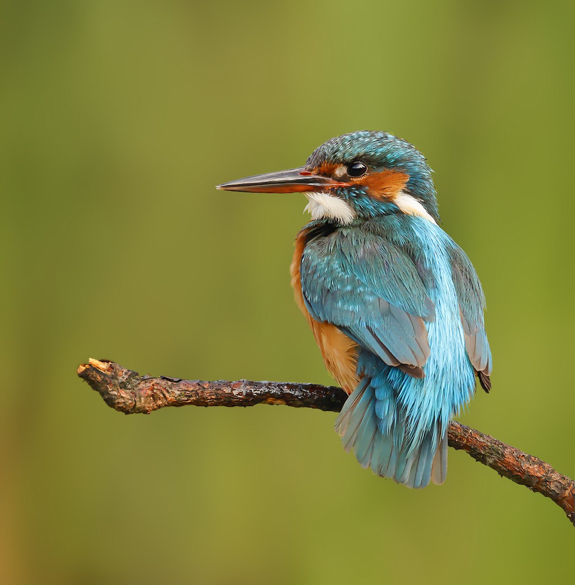 ledňáček říční - ML639019784