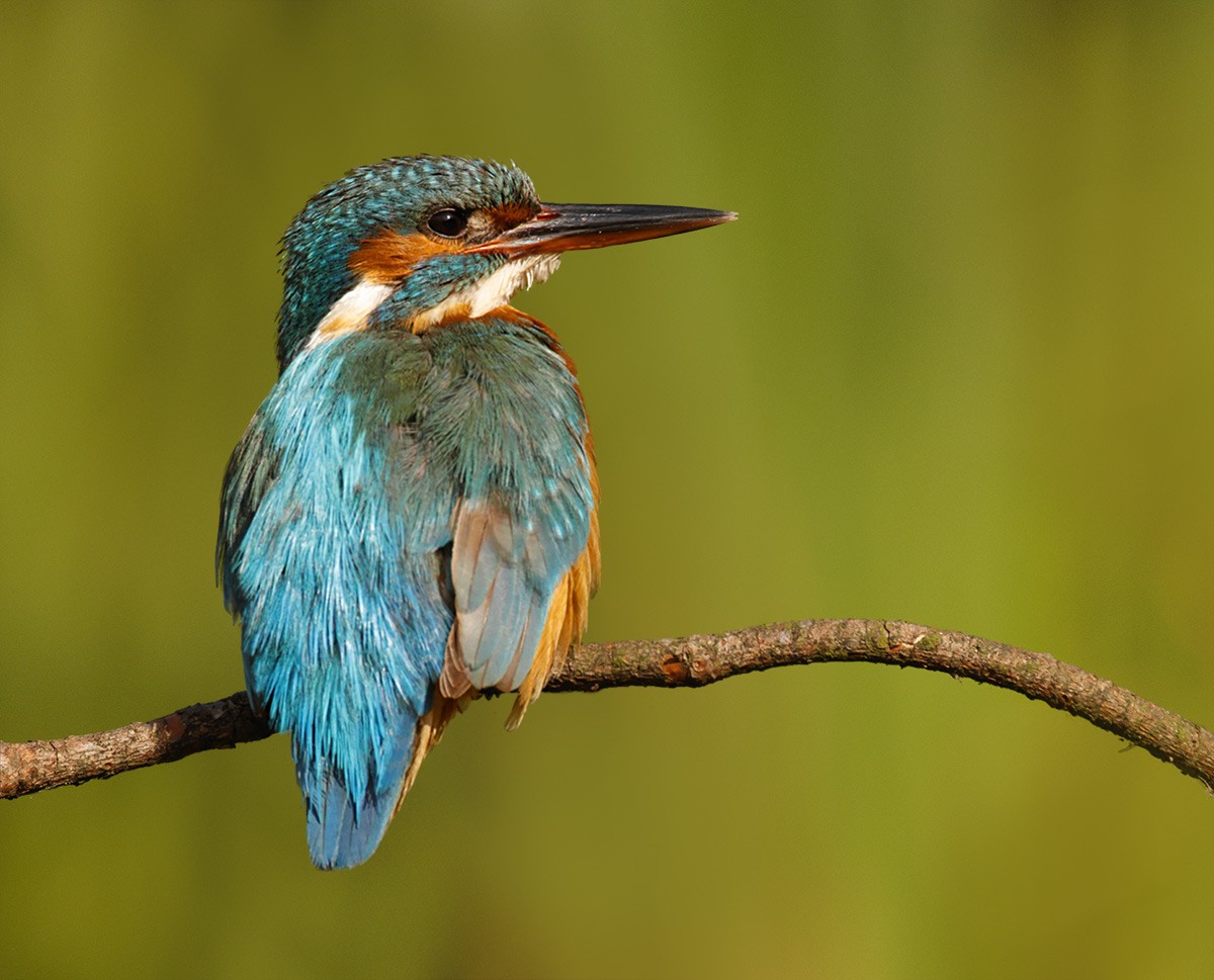 ledňáček říční - ML639019786