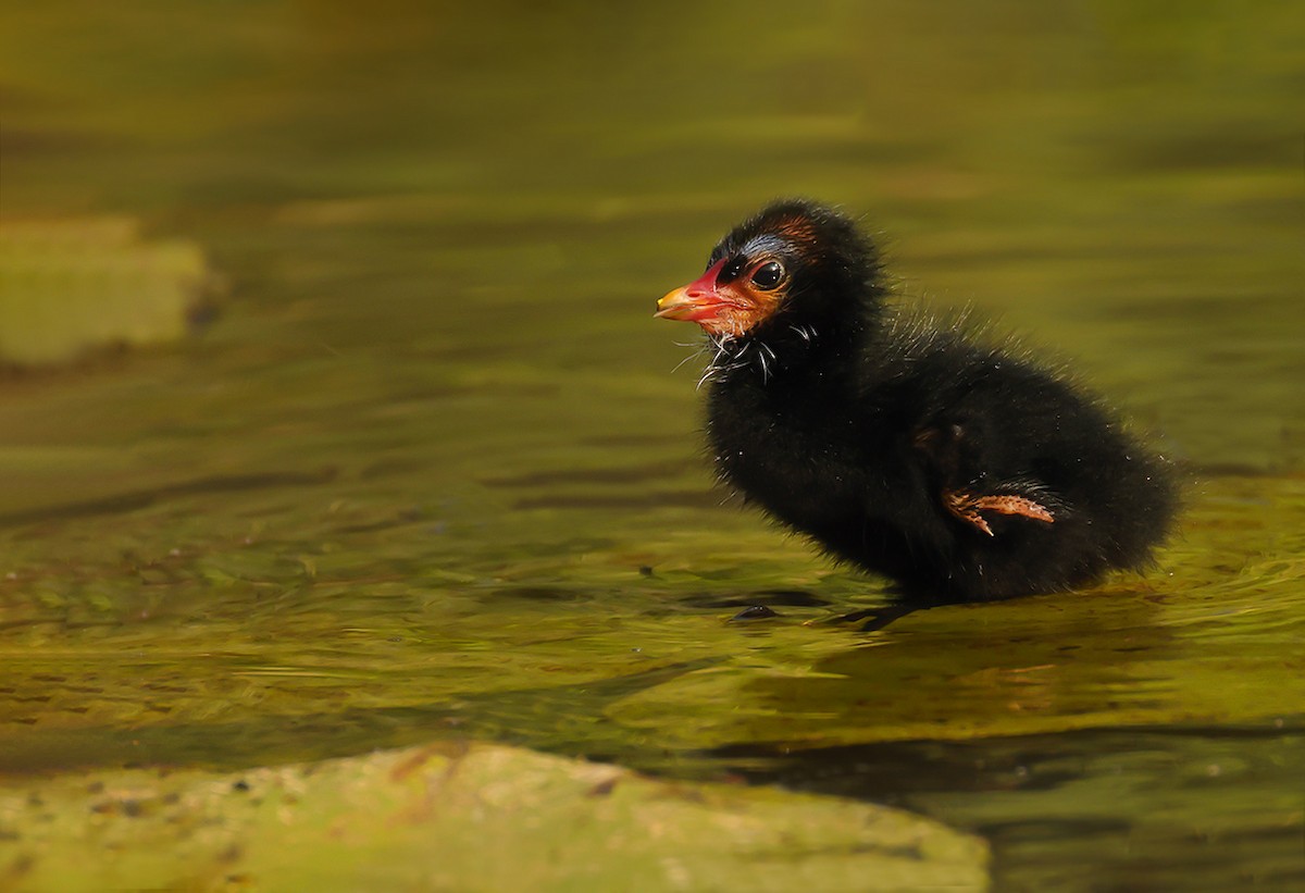 slípka zelenonohá - ML639019800