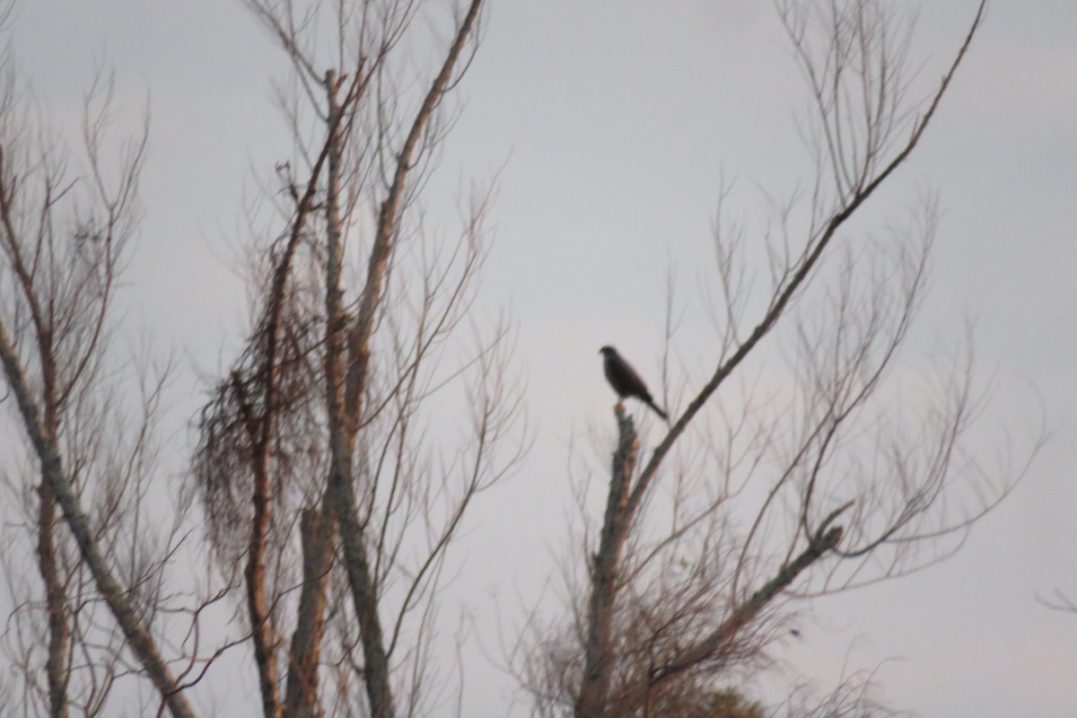 Bicolored Hawk - ML639019872