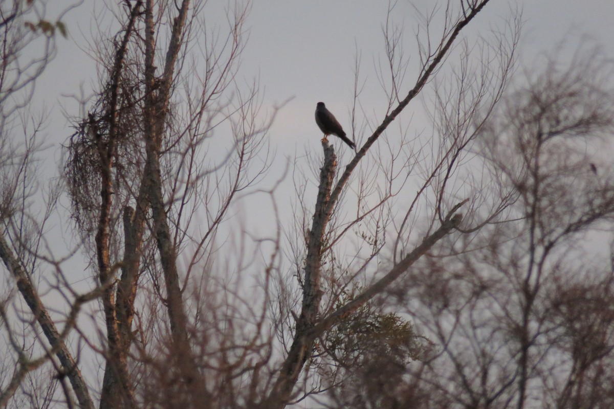 Bicolored Hawk - ML639019873