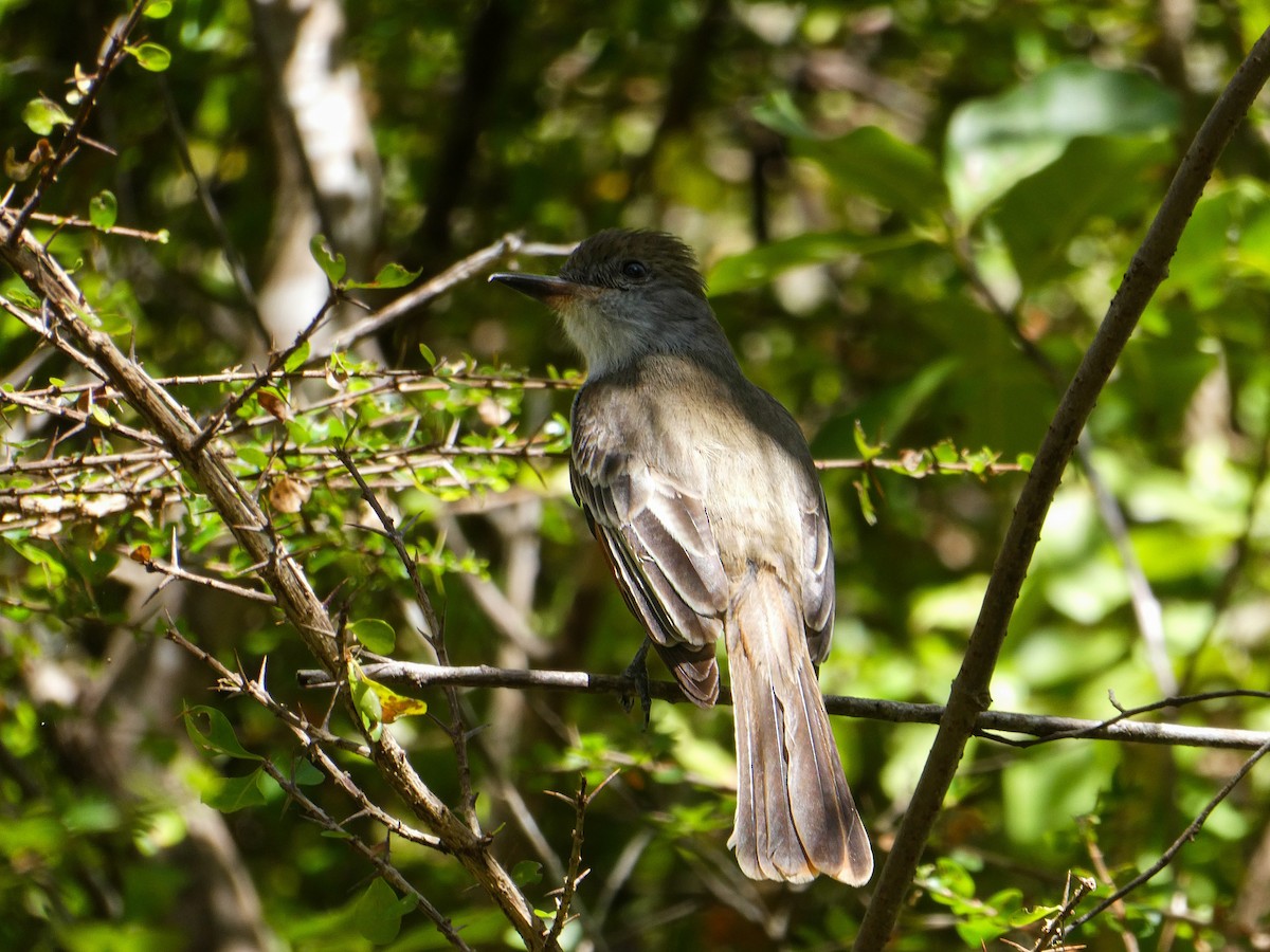 Grenada Flycatcher - ML639019893