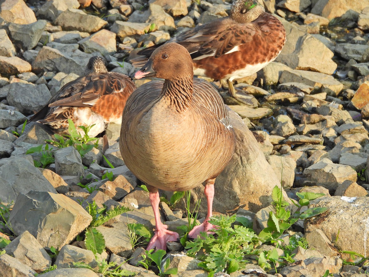 Pink-footed Goose - ML639019915