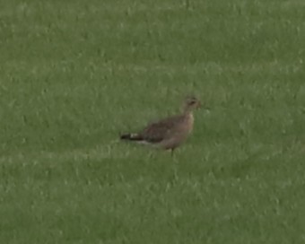 Upland Sandpiper - ML639019984