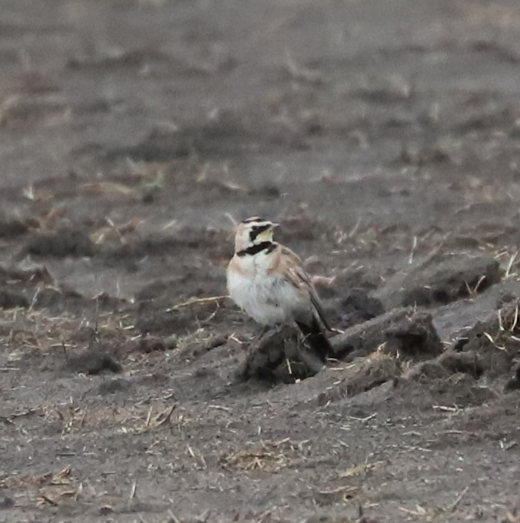 Horned Lark - ML639020024
