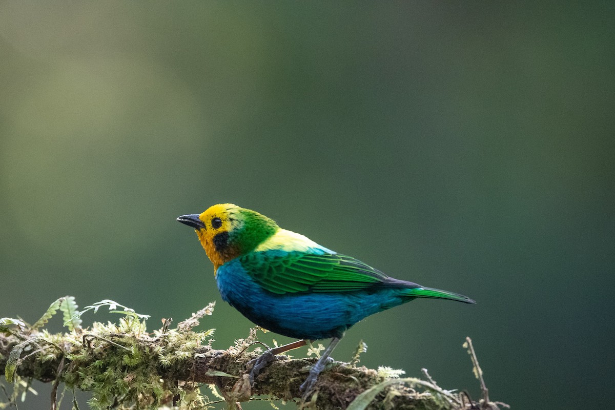 Multicolored Tanager - ML639020079