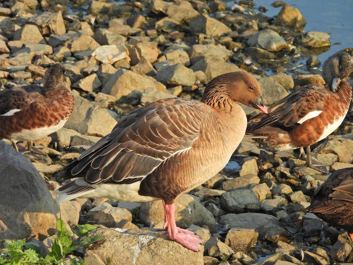 Pink-footed Goose - ML639020094