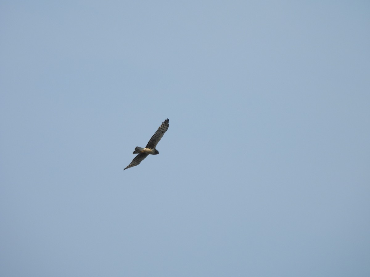 Northern Harrier - ML639020160