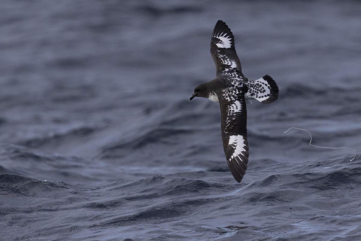 Pintado Petrel - ML639020185