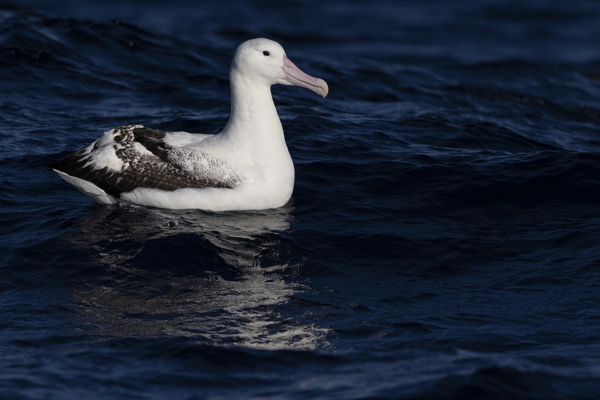 Southern Royal Albatross - ML639020261