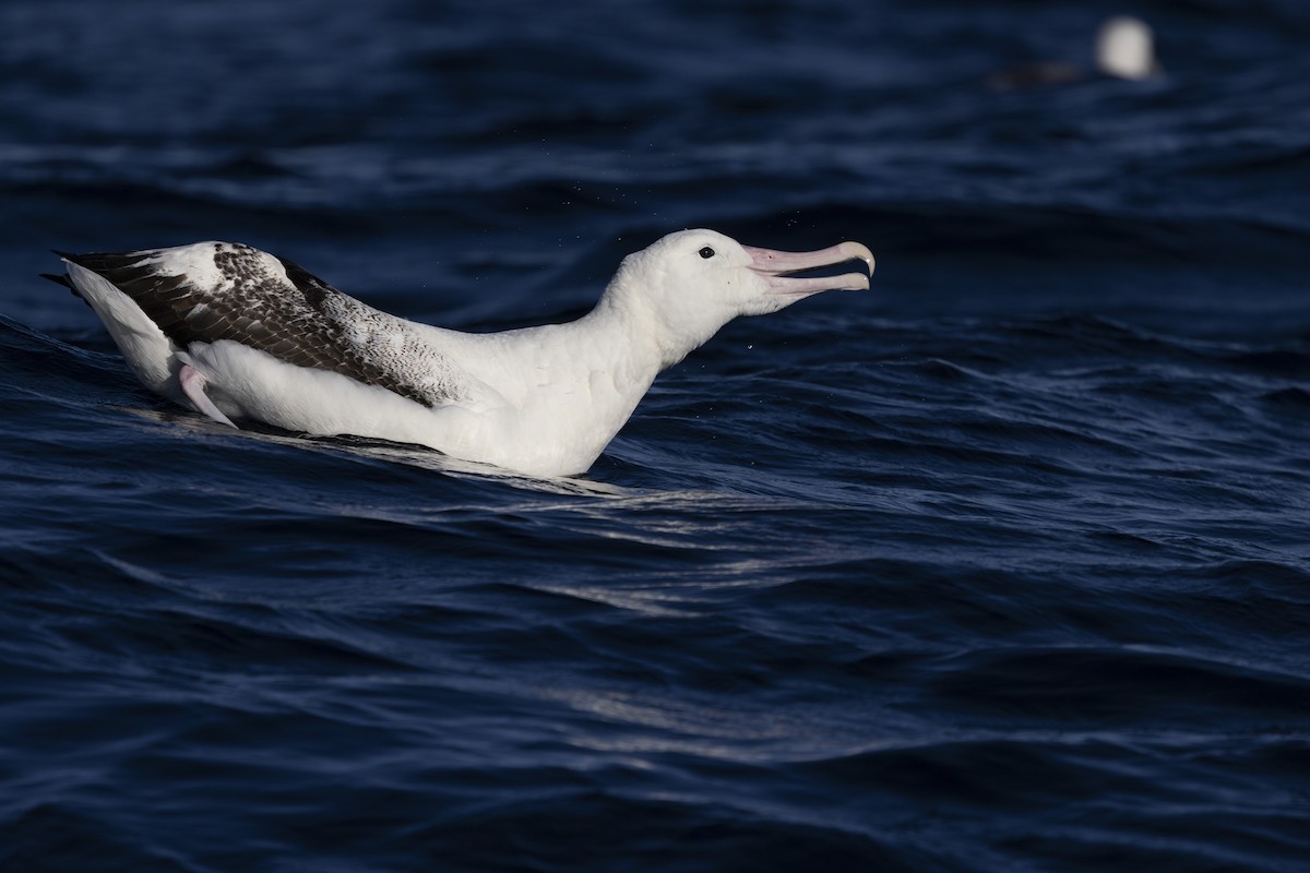 Southern Royal Albatross - ML639020262