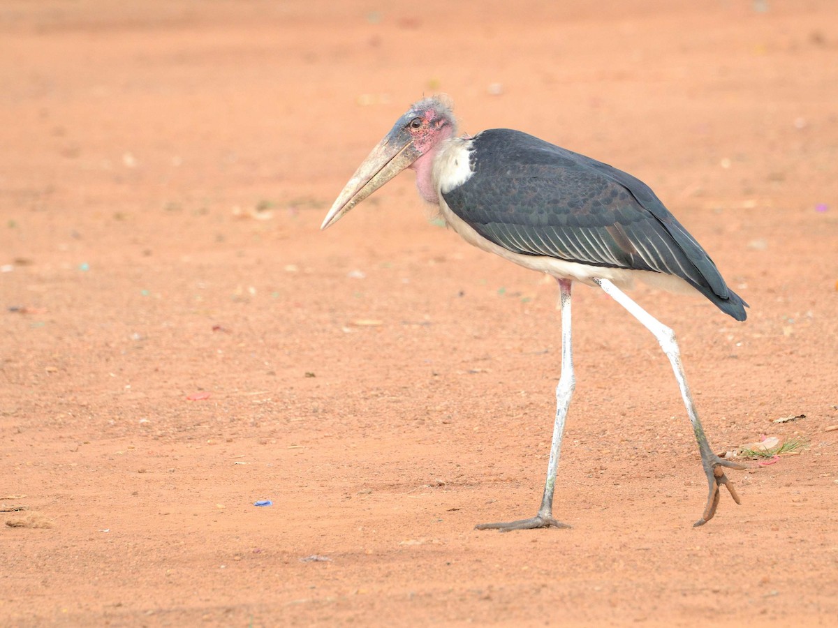 Marabou Stork - ML639020271