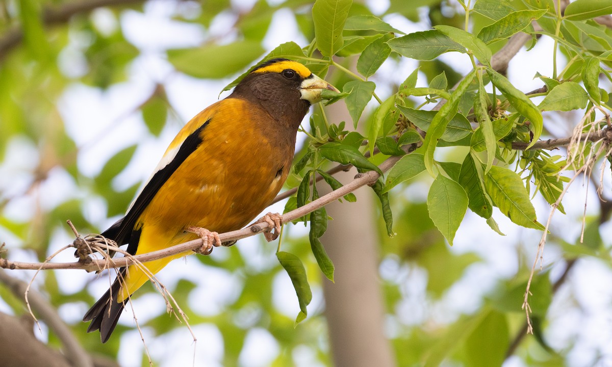 Evening Grosbeak - ML639020274