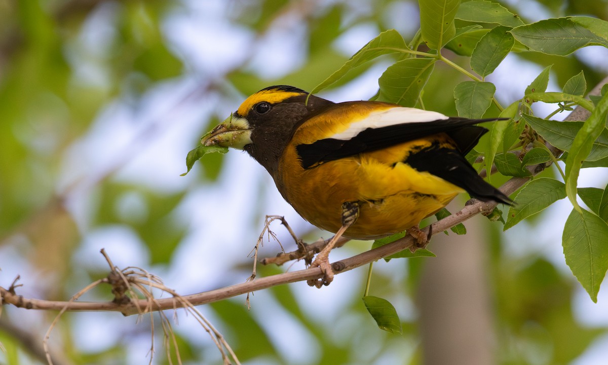 Evening Grosbeak - ML639020275