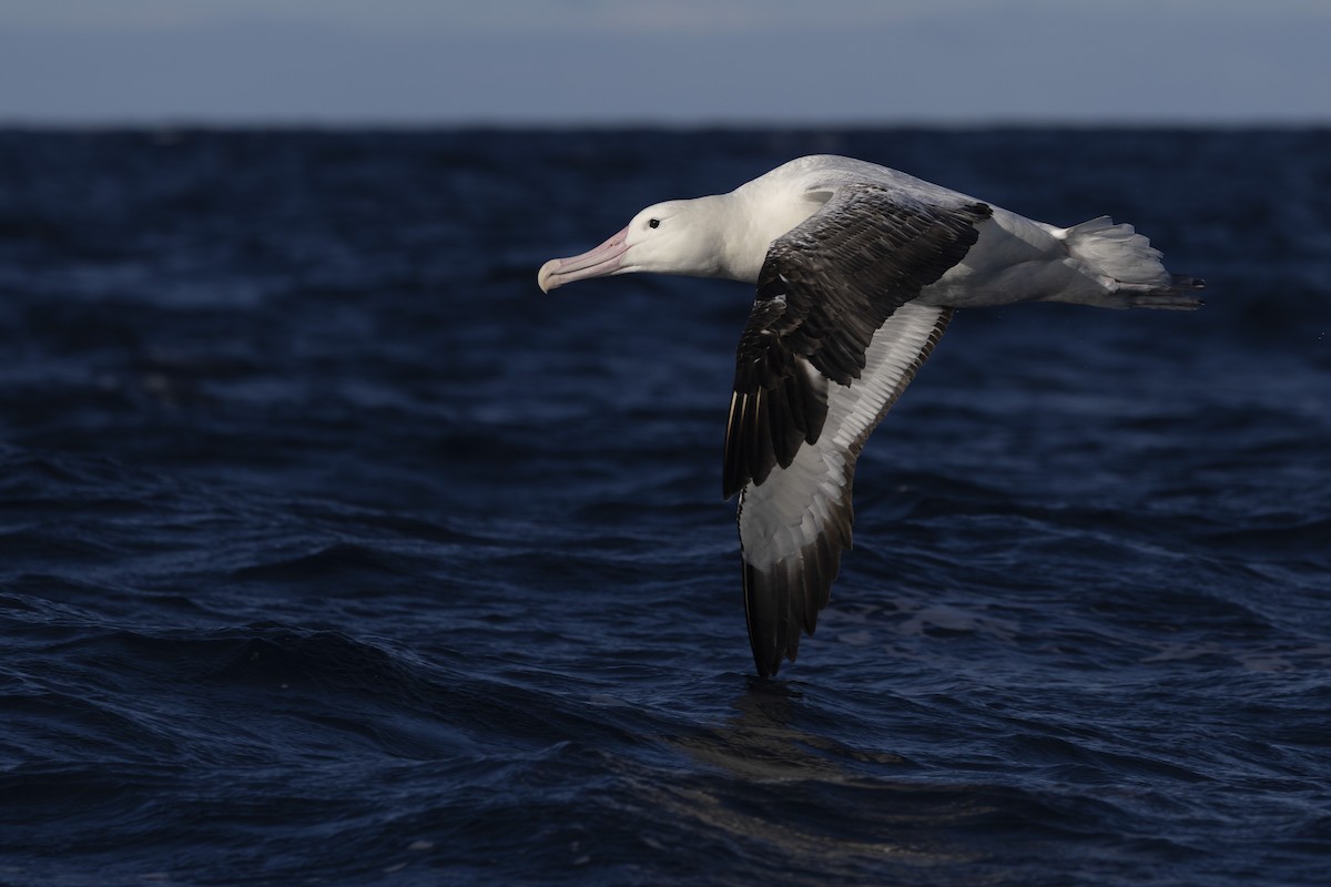 Southern Royal Albatross - ML639020277