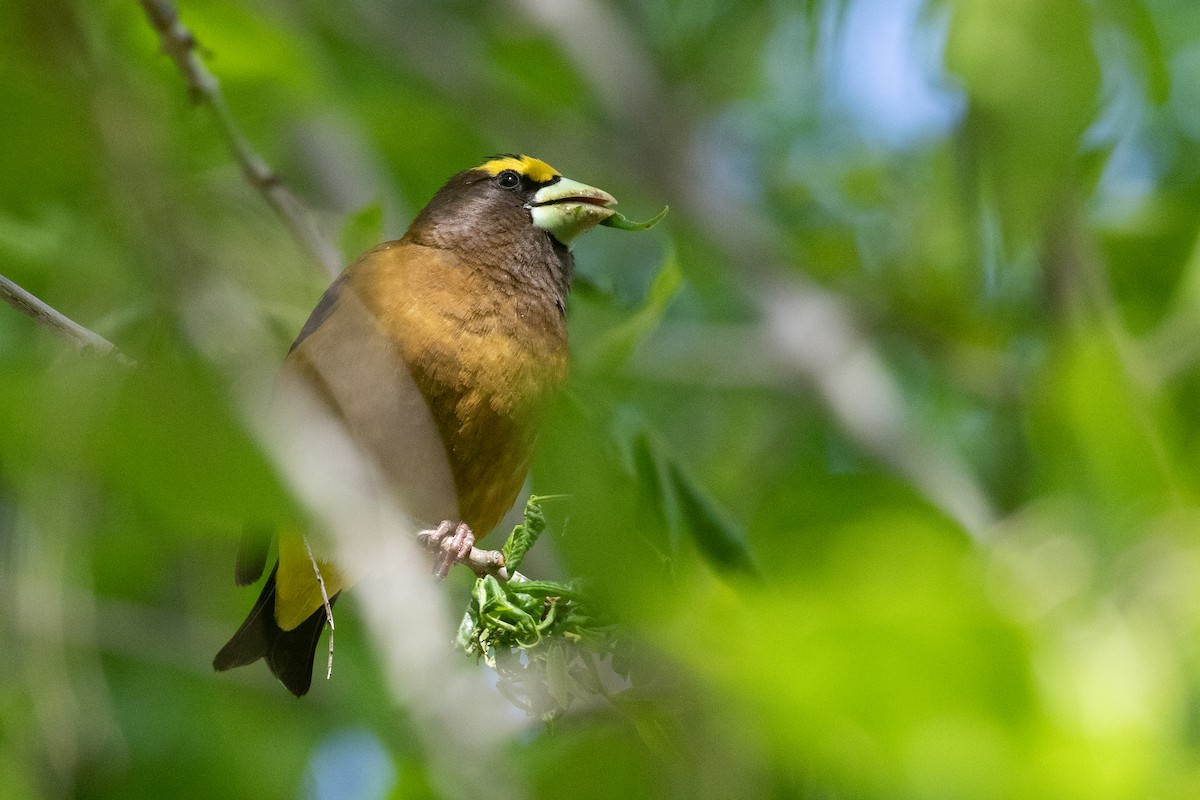 Evening Grosbeak - ML639020278