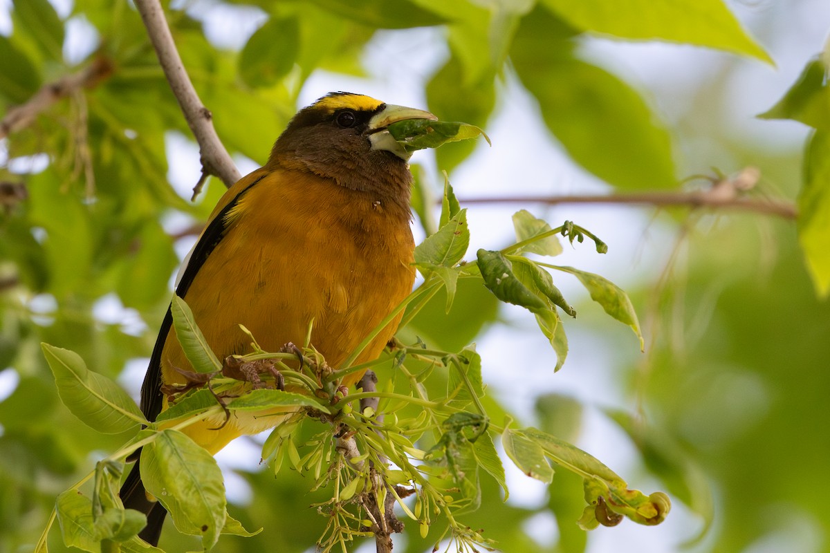 Evening Grosbeak - ML639020279