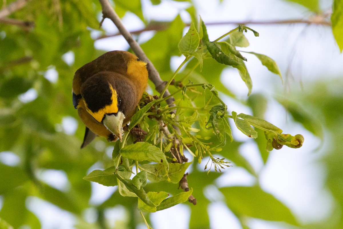 Evening Grosbeak - ML639020280
