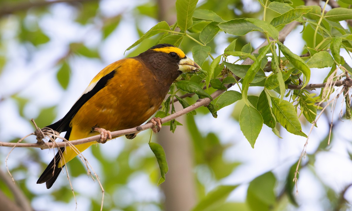 Evening Grosbeak - ML639020281