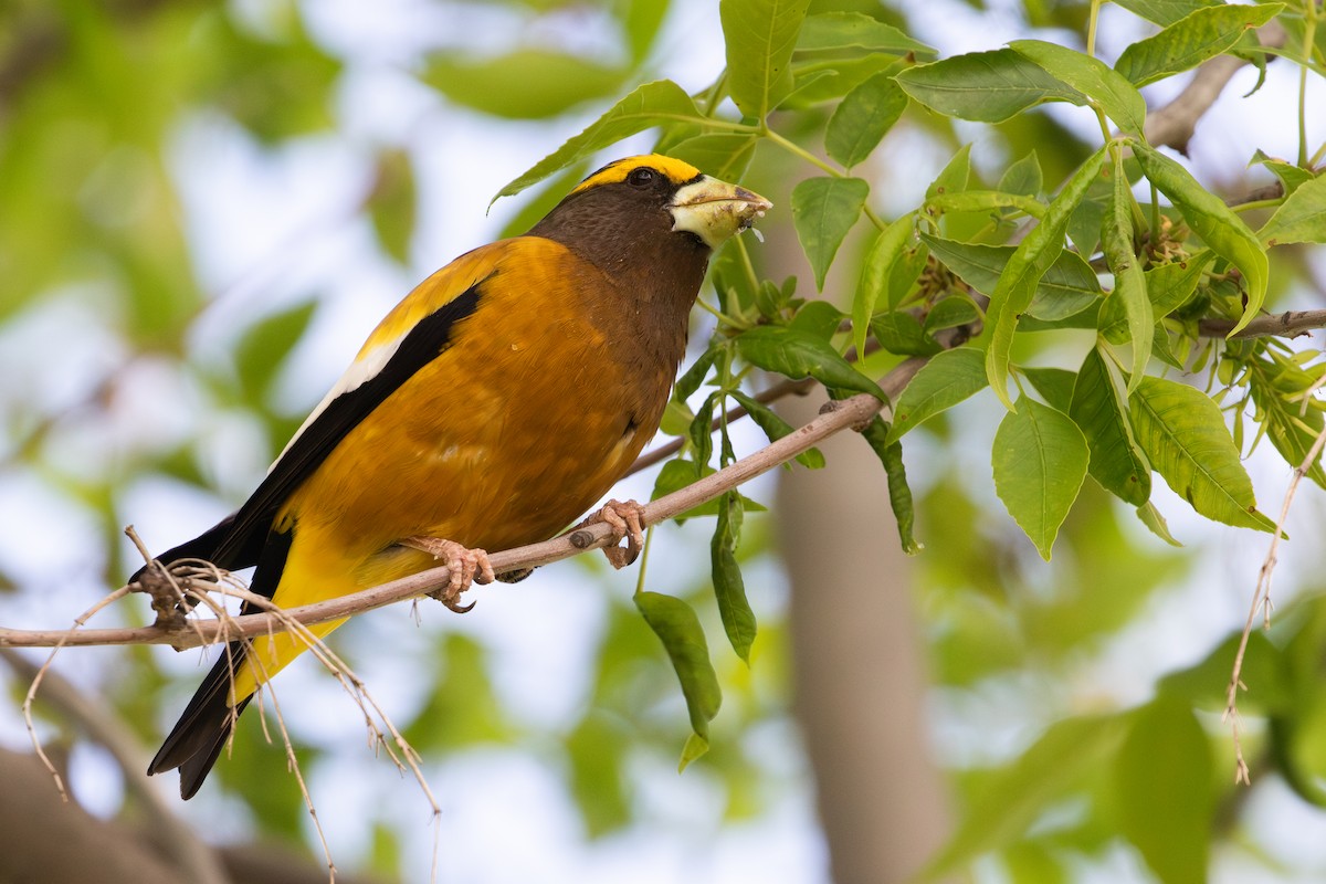 Evening Grosbeak - ML639020285