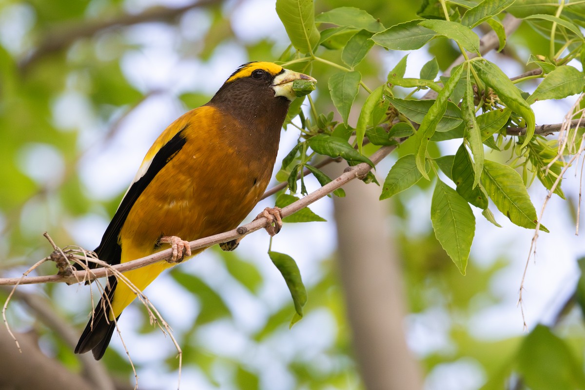 Evening Grosbeak - ML639020286