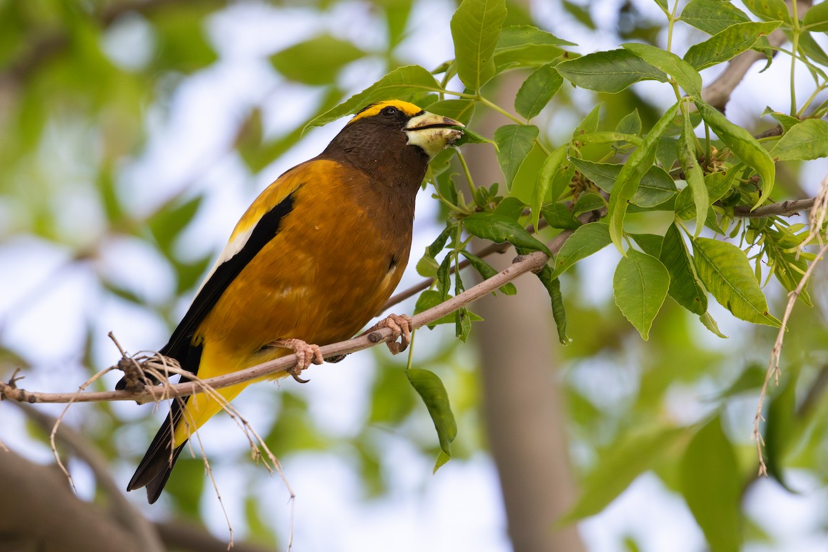 Evening Grosbeak - ML639020287