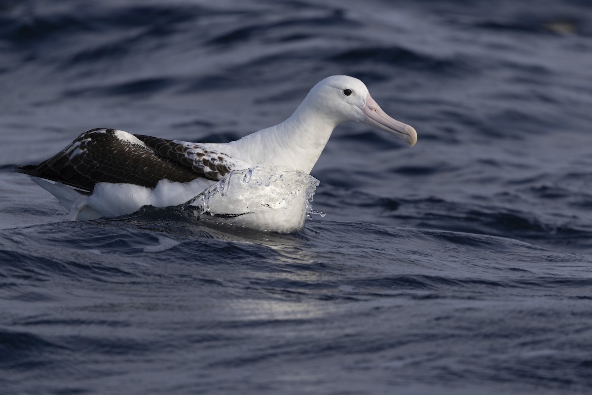 Southern Royal Albatross - ML639020290