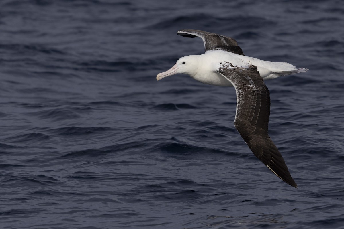 Southern Royal Albatross - ML639020294