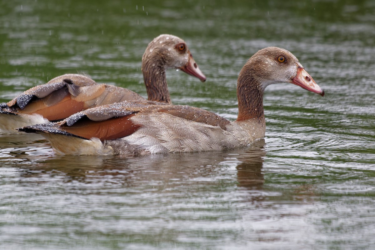 Egyptian Goose - ML639020295
