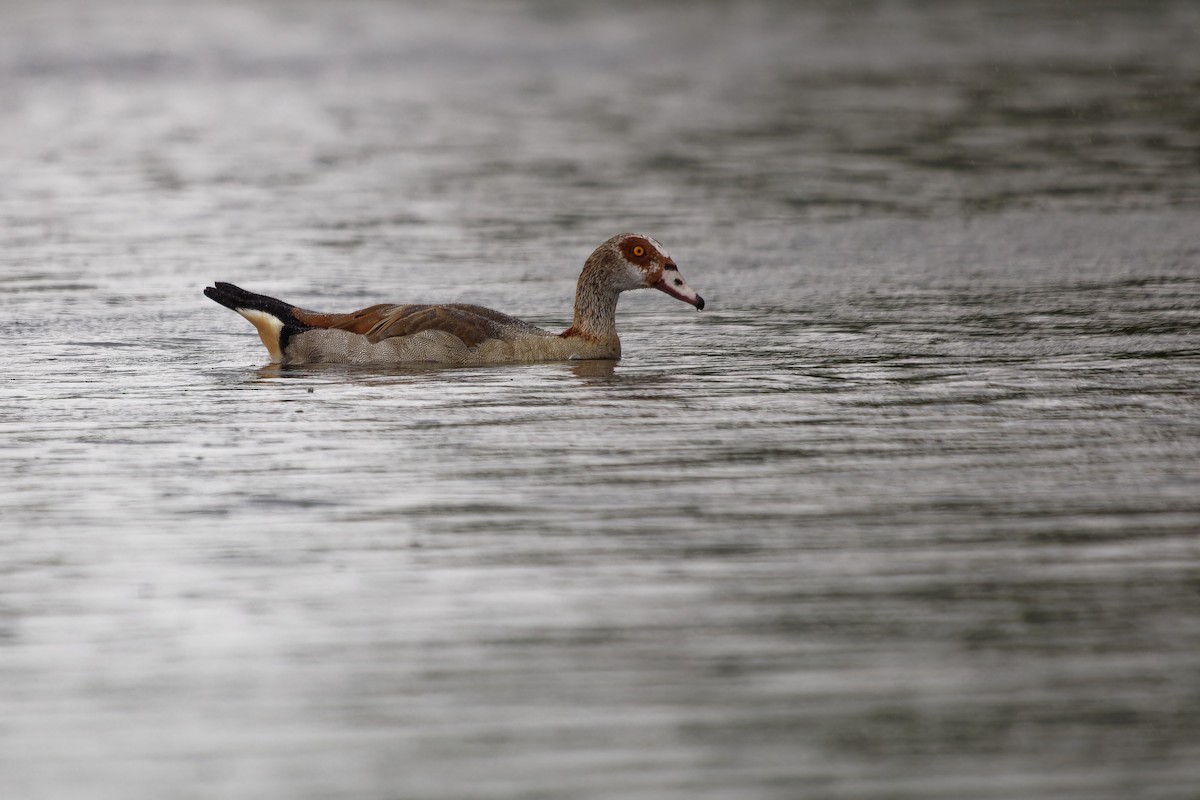 Egyptian Goose - ML639020297