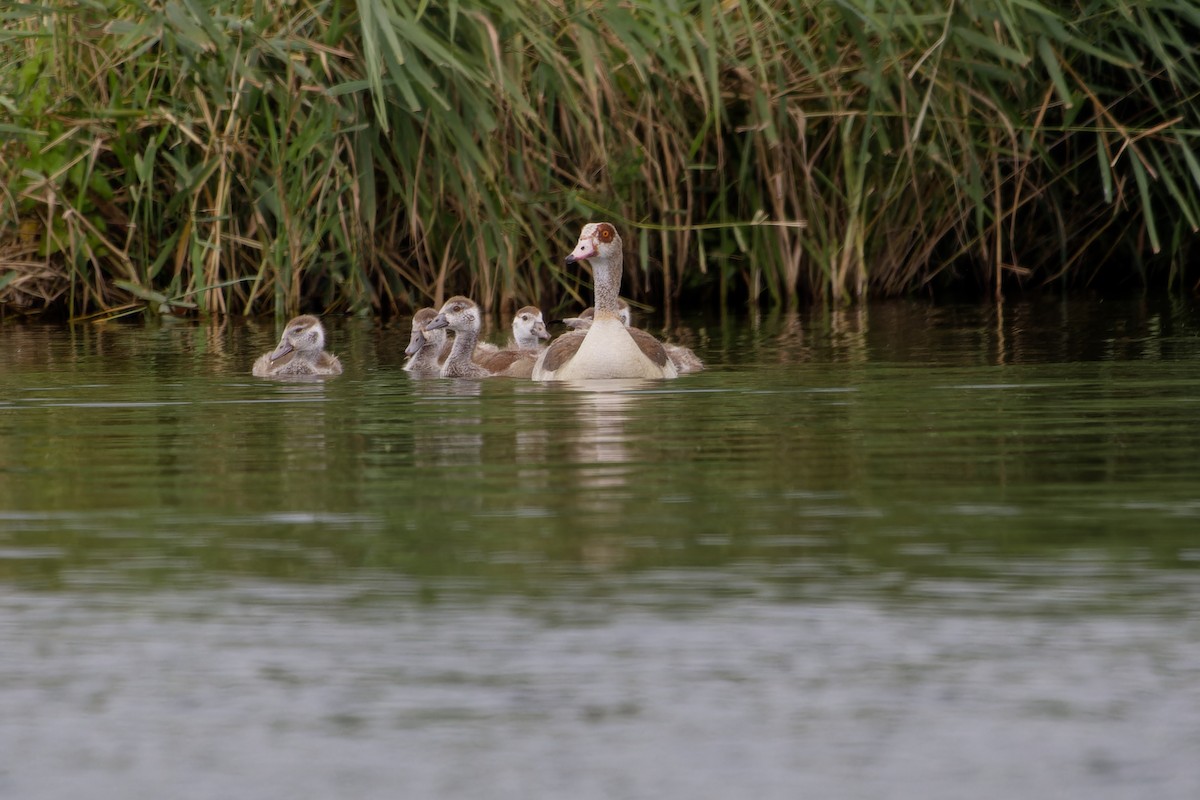 Egyptian Goose - ML639020298