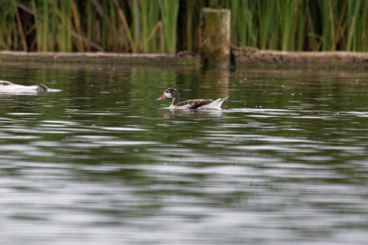 Common Shelduck - ML639020299