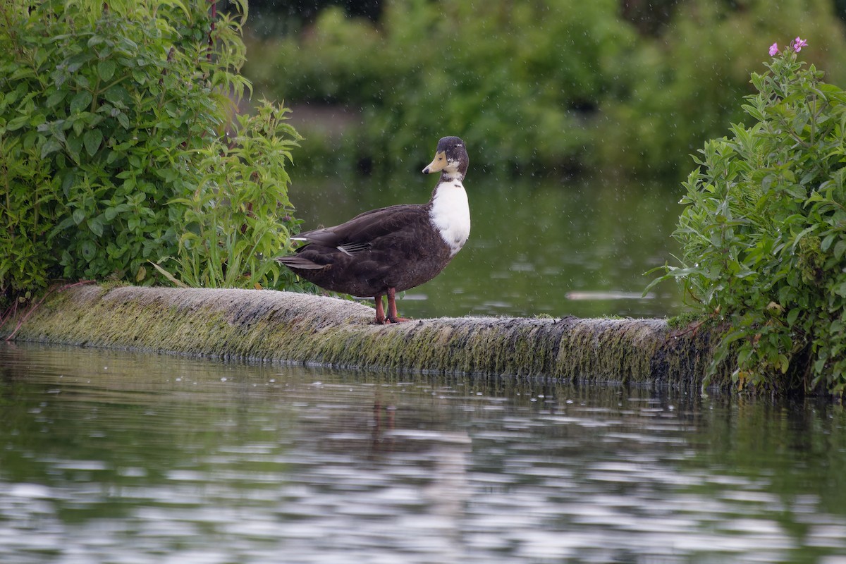 Mallard (Domestic type) - ML639020302