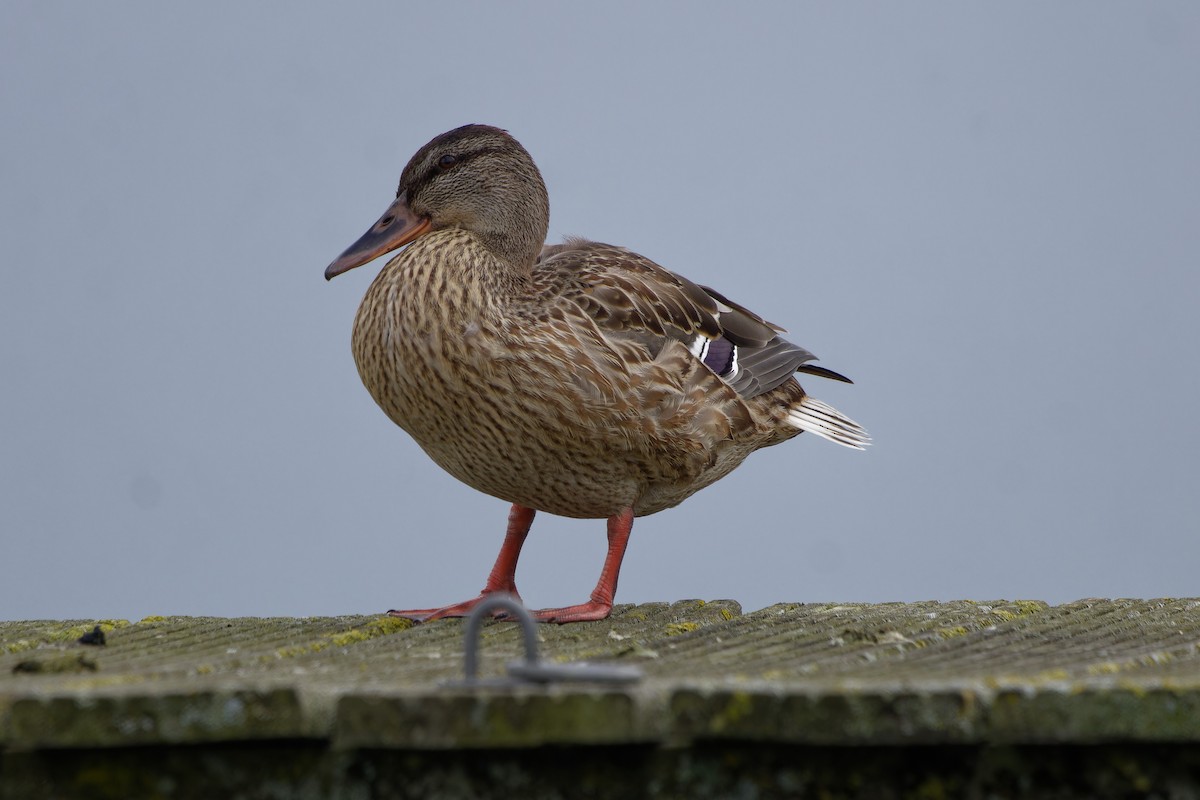 Mallard - ML639020303
