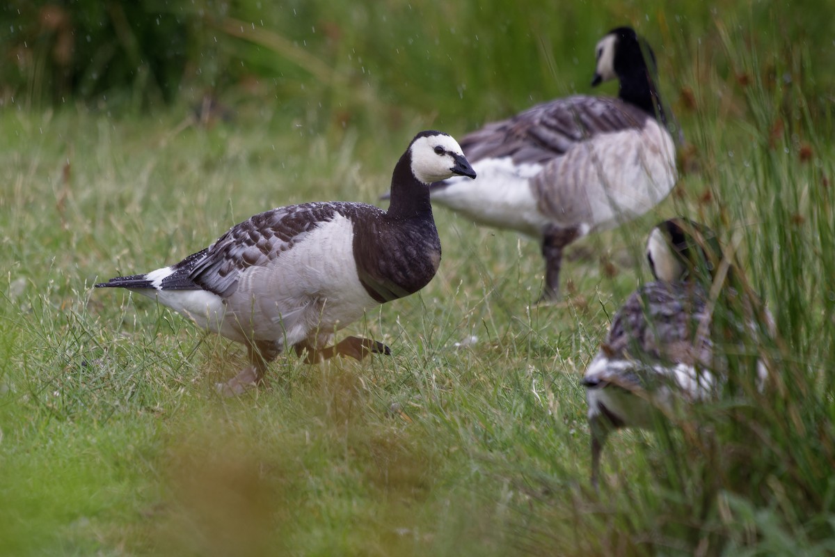 Barnacle Goose - ML639020309