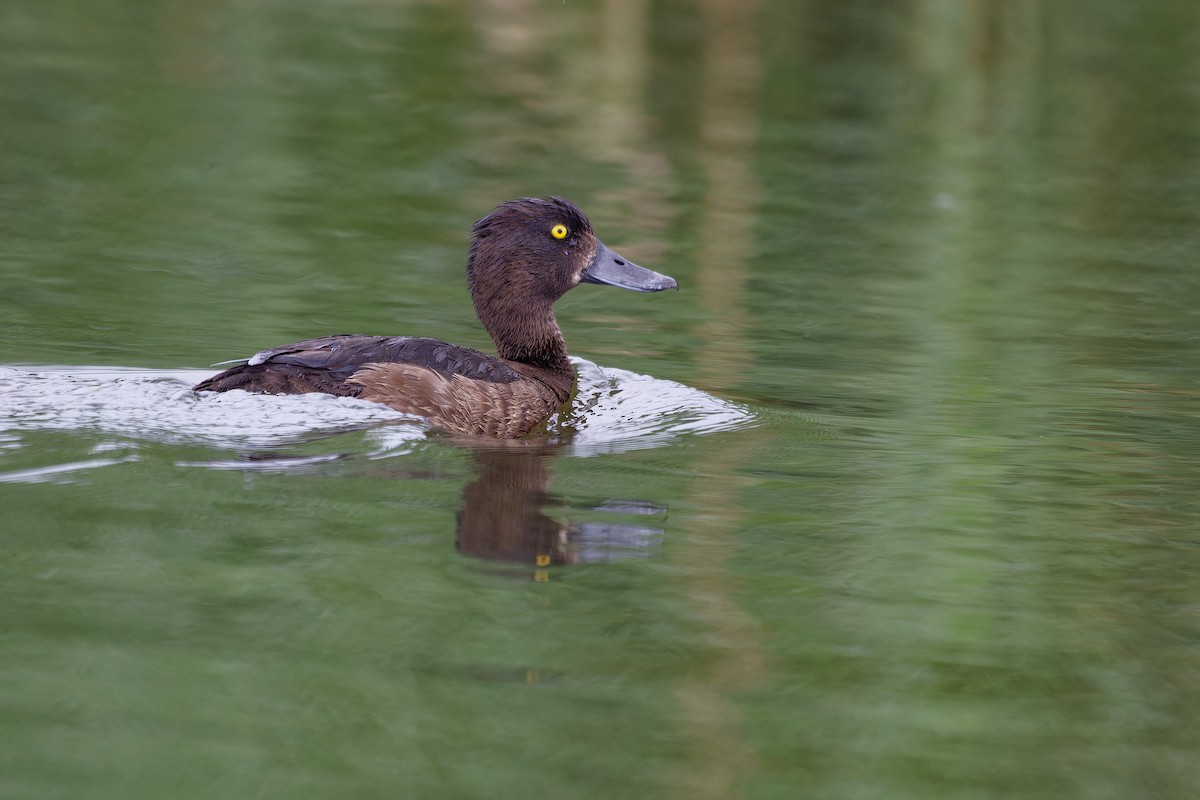 Tufted Duck - ML639020313