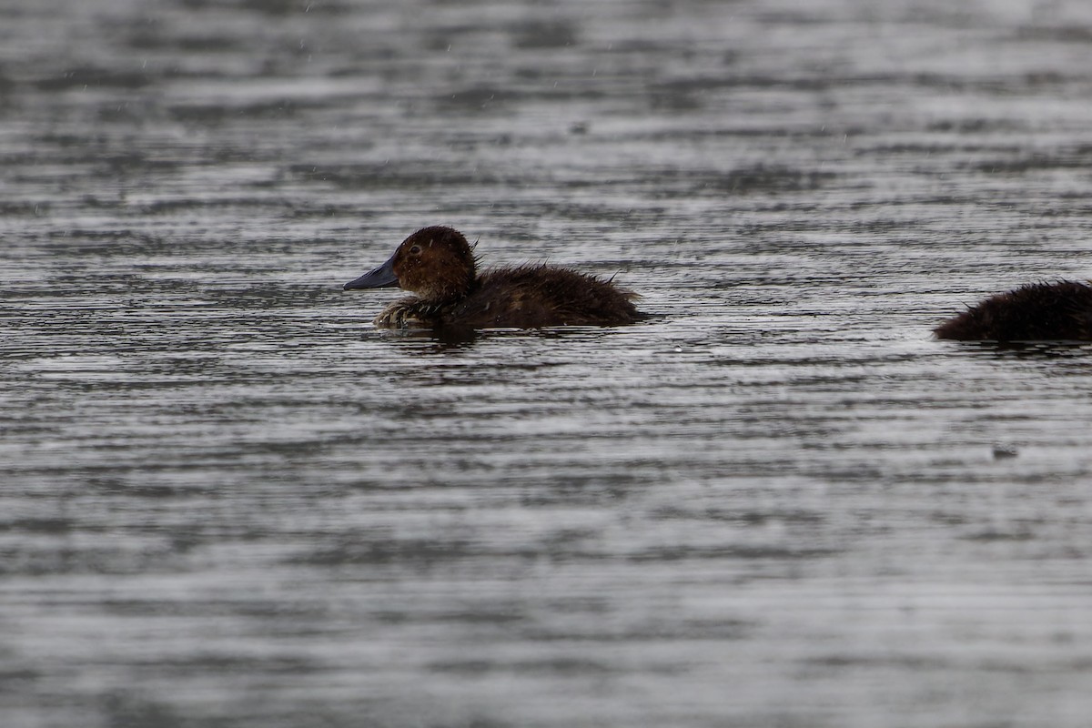 Common Pochard - ML639020314